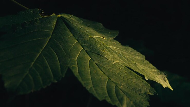 Single hazel-style leaf catches a narrow band of warm light against a nearly black forest background, emphasizing texture and veins.
