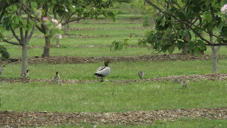 patos de madera australianos caminando en campos verdes con crías de patitos