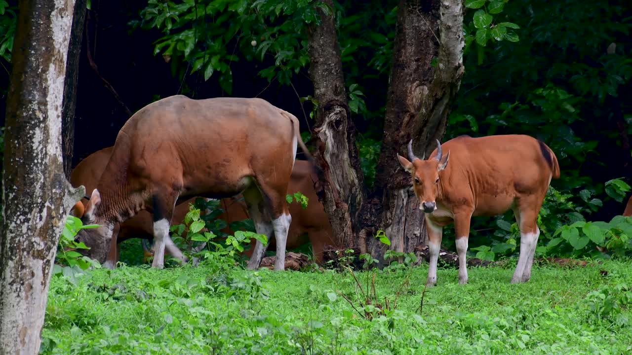 el banteng o tembadau, es un ganado salvaje que se encuentra en el sudeste asiático y se extinguió en algunos países