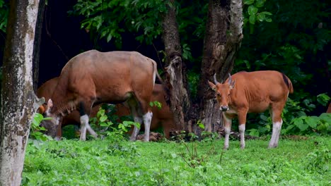 The-Banteng-or-Tembadau,-is-a-wild-cattle-found-in-the-Southeast-Asia-and-extinct-to-some-countries