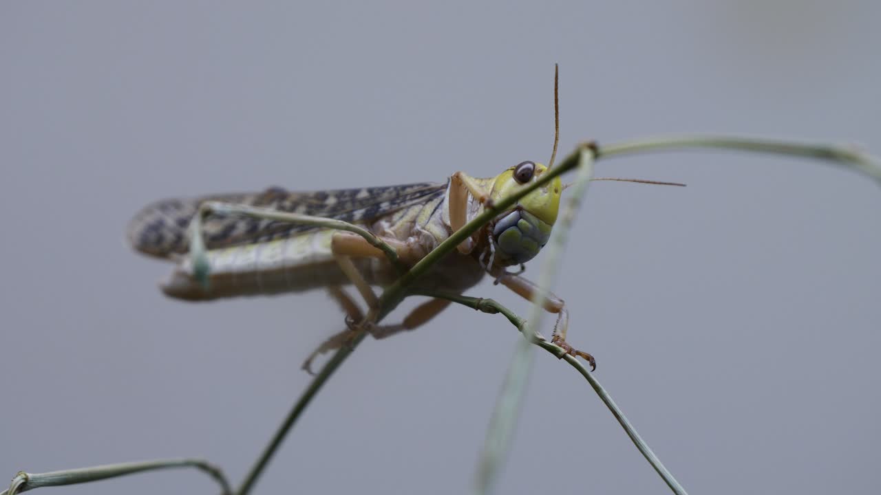 retrato de cerca: saltamontes locusta migratoria salvaje descansando en la planta contra el cielo azul