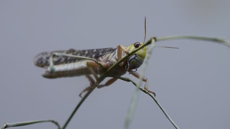 肖像近距离:野<unk> (locusta migratoria) 在蓝天背景下休息在植物上