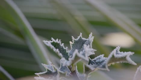 Kalte-Winteraufnahmen-Eines-Stechpalmenstrauchs-Mit-Reifen-Roten-Beeren,-Die-Von-Morgenfrost-Bedeckt-Sind