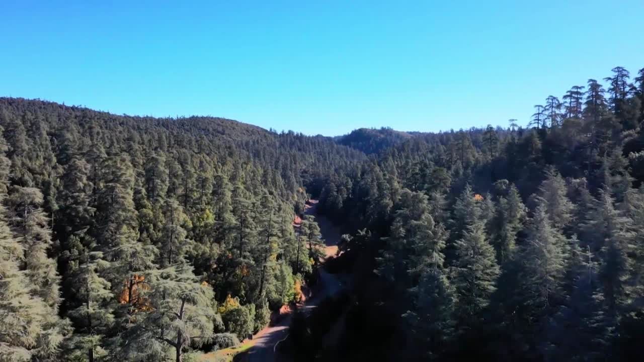 Ampia inquadratura aerea che cattura la vasta e densa chioma delle foreste di Cedri dell'Atlante, mostrando la lussureggiante natura selvaggia e verde e le dolci colline delle montagne del Medio Atlante in Marocco.