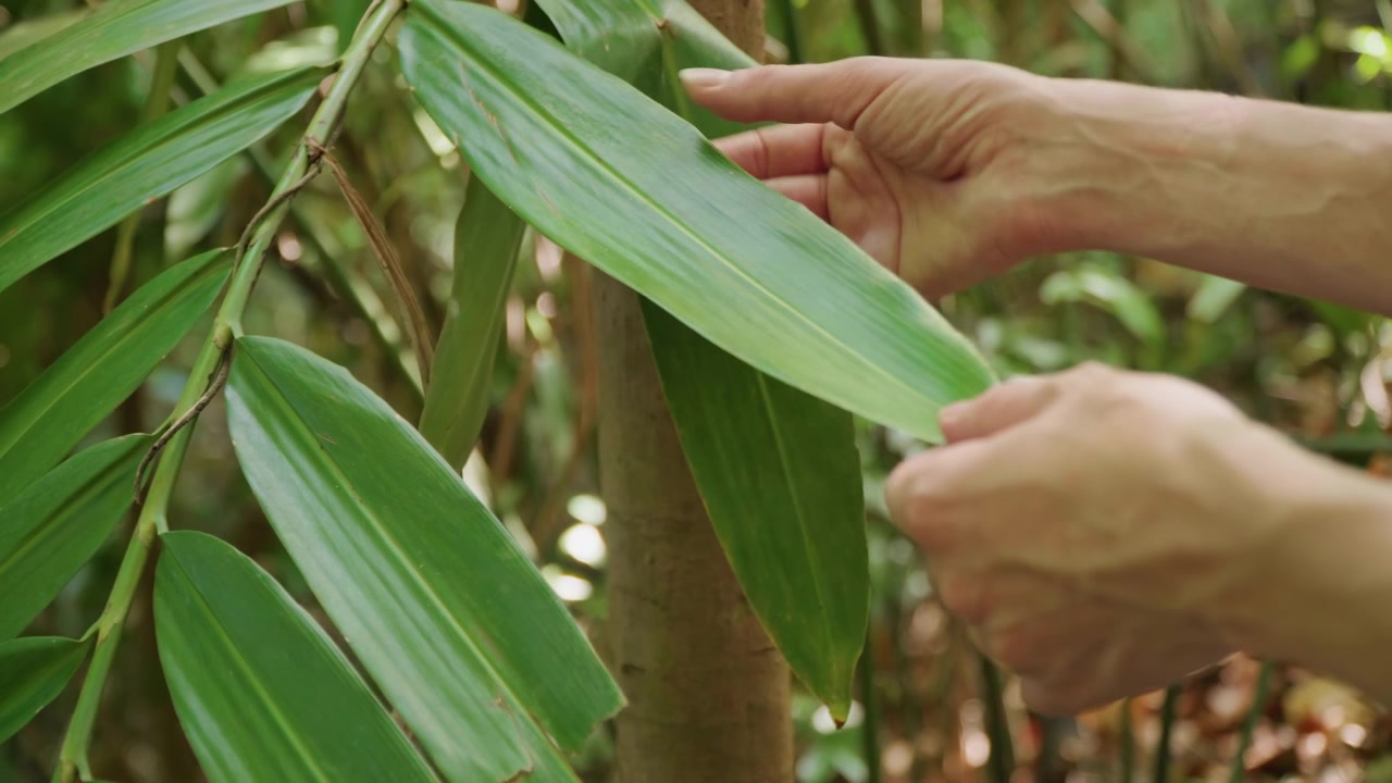 Close-up tangan dengan lembut memeriksa daun hijau besar pada tanaman di lingkungan luar ruangan alami. Tangan dengan hati-hati menyentuh dan memeriksa tekstur serta bentuk daun dengan latar belakang dedaunan buram. Lembut.