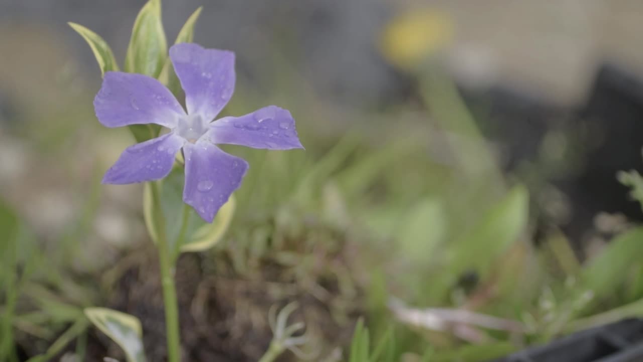 flor de hiedra morada en el jardín