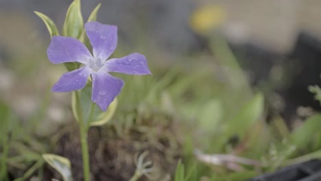 flor de hiedra morada en el jardín