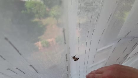 Beautiful-brown-moth-with-golden-brown-and-yellow-textured-wings-flying-and-trying-to-escape-on-a-window-curtain-inside-home