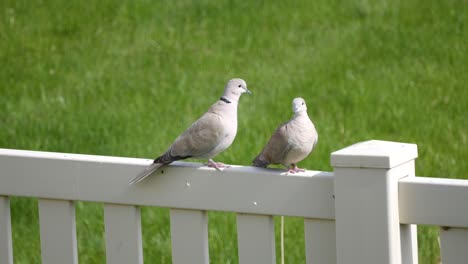 un aparato ortopédico o un par de tórtolas eurasion colocadas en una cerca del patio trasero acicalándose y acicalándose