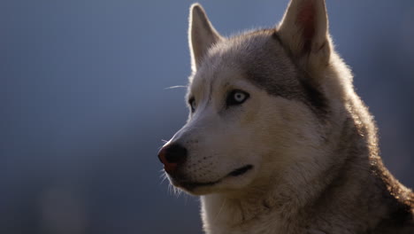majestic husky walking through an open alpine field at sunset, with breathtaking mountain views and golden skies in the background.