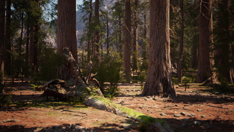 Early-morning-sunlight-in-the-Sequoias-of-Mariposa-Grove