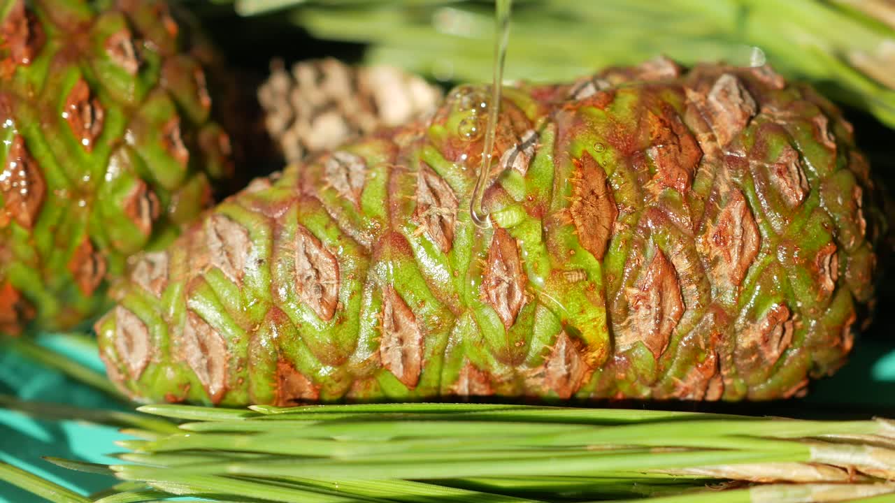 Close Up of Wet Pine Cones
