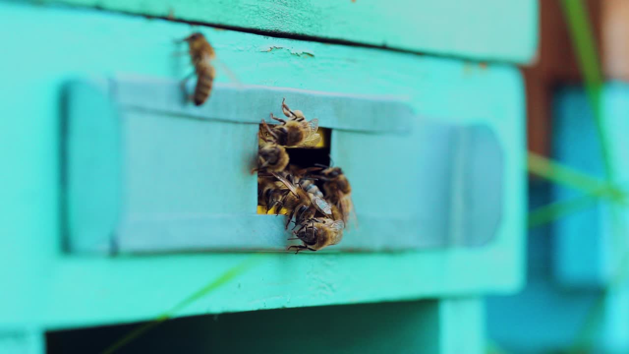 Bees at the entrance of old beehive. Domestic bee colony flying at entrance of a beehive