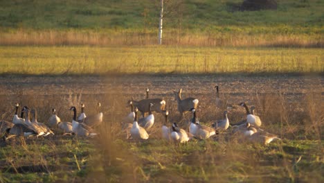 Herde-Von-Gänsen,-Die-Auf-Einer-Leeren-Wiese-Grasen-Und-Von-Neugierigen-Weißwedelhirschen-Gestört-Werden---Breiter-Schwenk