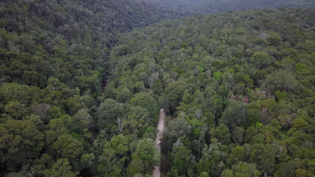 imágenes de drones de un pequeño camino de tierra en un bosque que se aleja