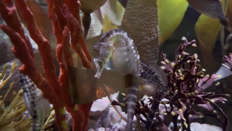 pareja de caballitos de mar en un tanque de agua