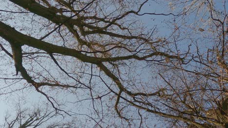 slow-motion of dry leaves fall from autumn tree with blue in background