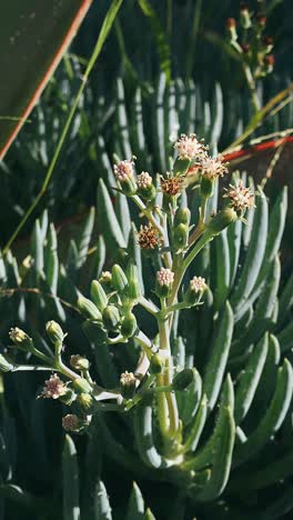 close-up of a flowering succulent plant