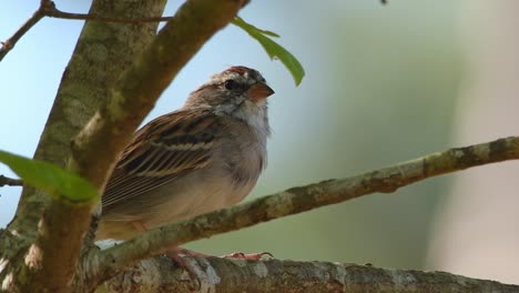 Close-up-of-a-wild-chipping-sparrow-bird-looking-around-while-perched-on-a-branch