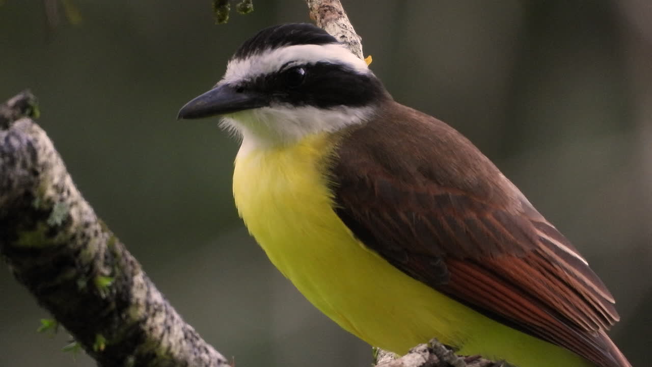 pájaro paseriforme gran kiskadee sentado en un árbol en el bosque