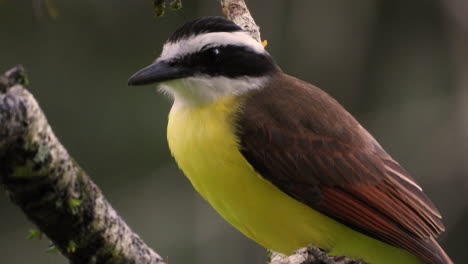 pájaro paseriforme gran kiskadee sentado en un árbol en el bosque