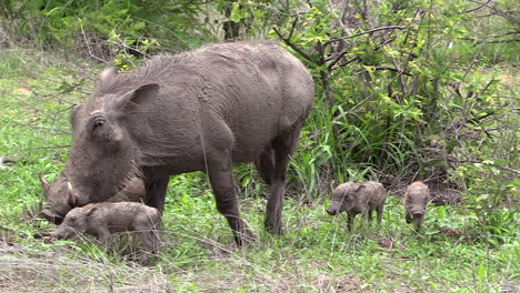 female warthog with her newborn young