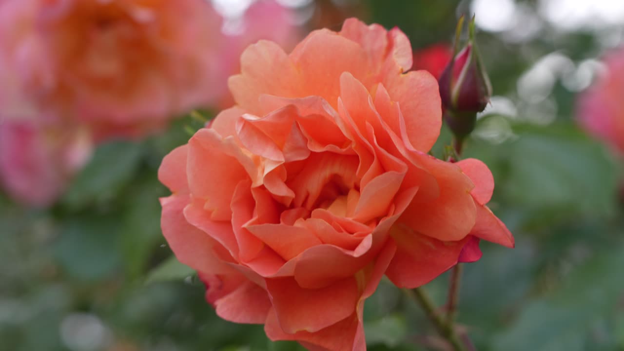 Close-up of orange rose swaying gently in the wind