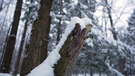 pan shot in winter in front of a wood chuck with snow on top