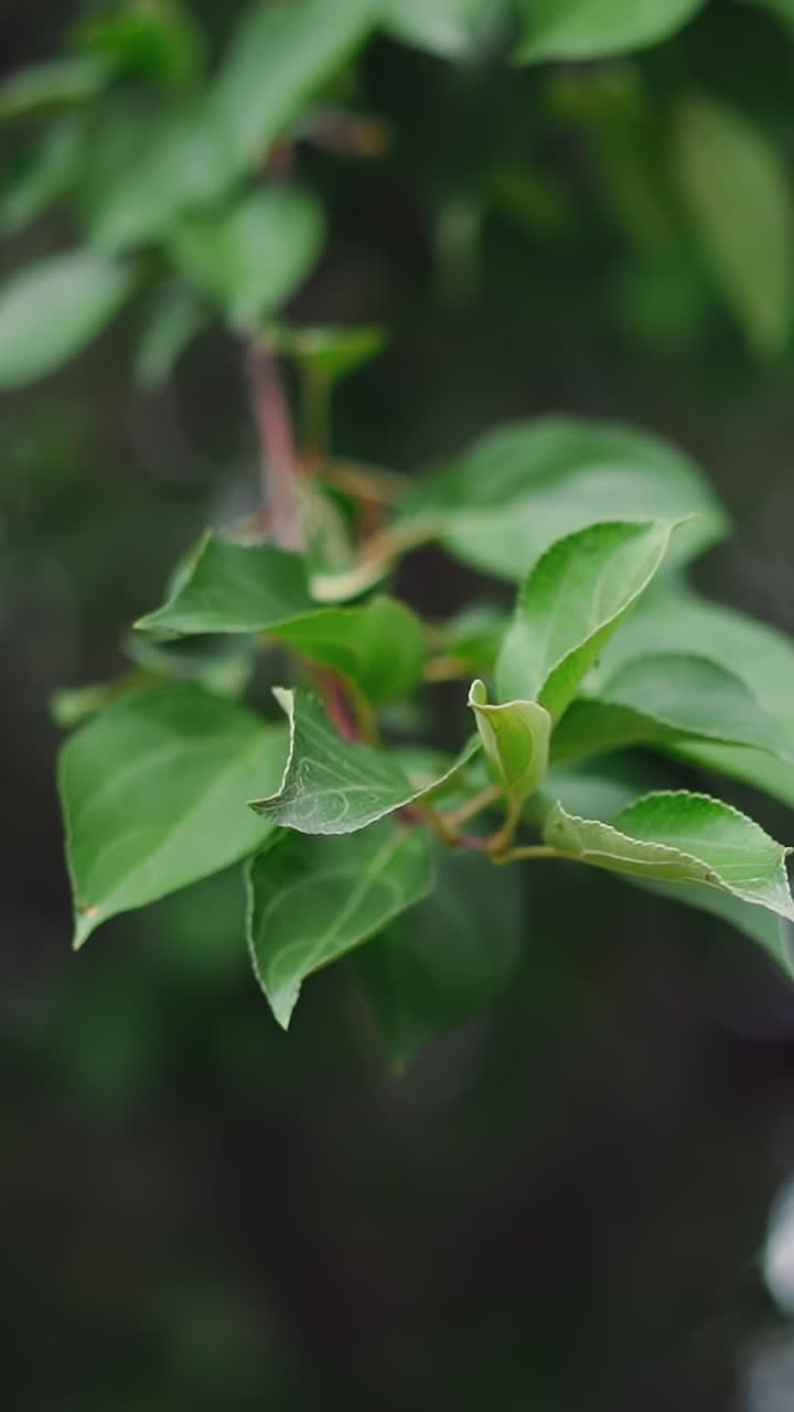 Lush green leaves on twig waving in light wind in spring park closeup slow motion. Beauty of young plants and wild nature. Bokeh effect in footage design