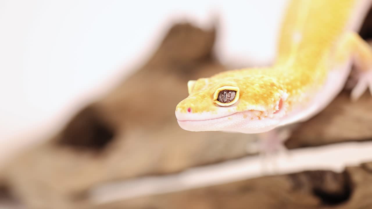 A leopard gecko moves along a wooden branch under soft lighting, showcasing its vibrant colors and curious nature