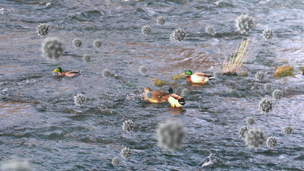 호수에서 수영하는 오리들에 대한 코로나19 세포