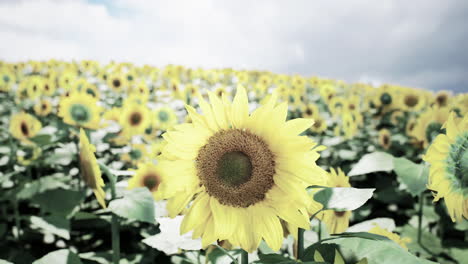 el campo de girasoles