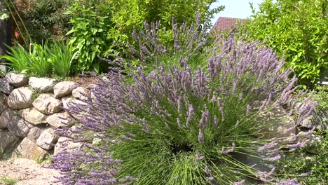 Viele-Hummeln-Und-Einige-Schmetterlinge-Werden-Vom-Lila-Lavendel-Angezogen