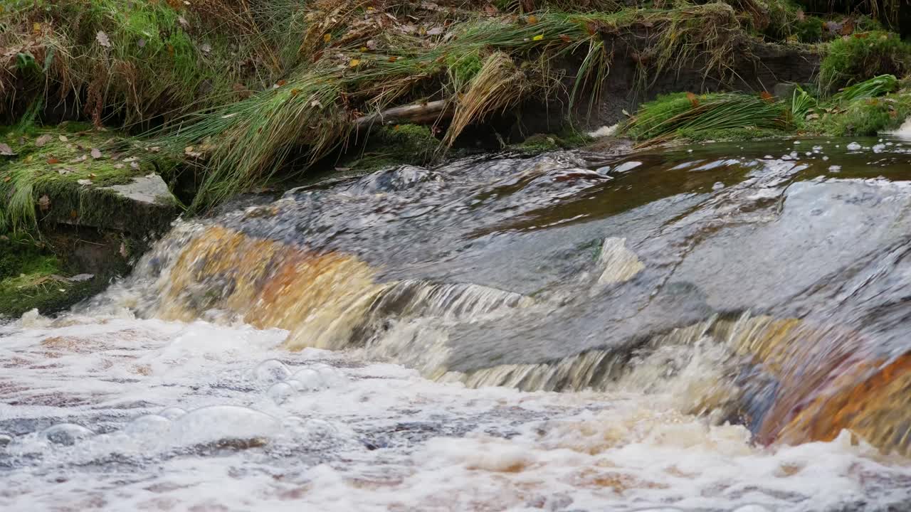 un bosque de invierno tranquilo con un arroyo lento, robles dorados y hojas caídas, que ofrece una escena pacífica y relajante