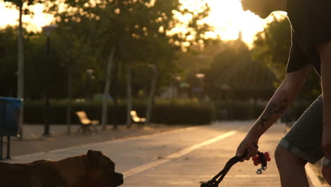 boxer dog jumping and riding with his owner in the park at sunset, slow motion video