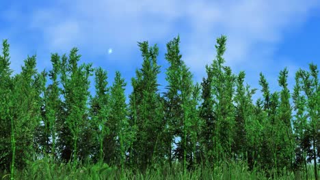 Time-lapse-of-clouds-blowing-over-Oregon-forest-trees