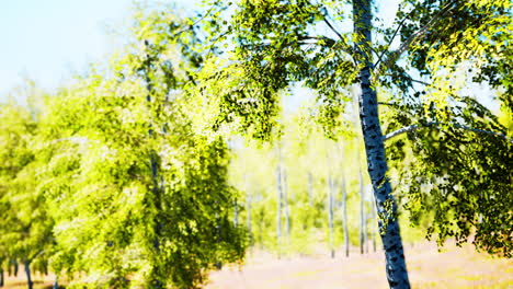 birch forest panorama in summer