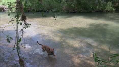 a belgian malinois dog, also known belgian shepherd, swims and plays at a river in spain