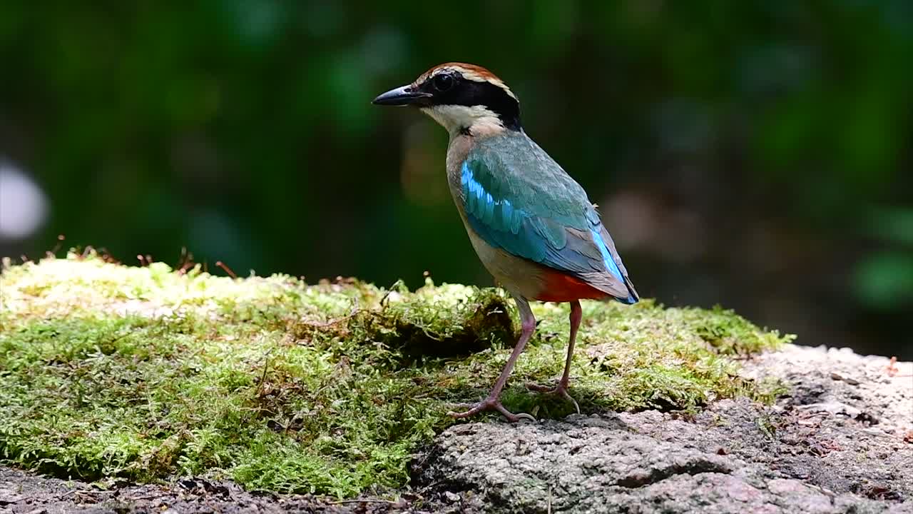 uno de los pittas más buscados y catalogado como una especie vulnerable