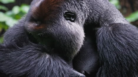 gorilla mother and baby in the rainforest