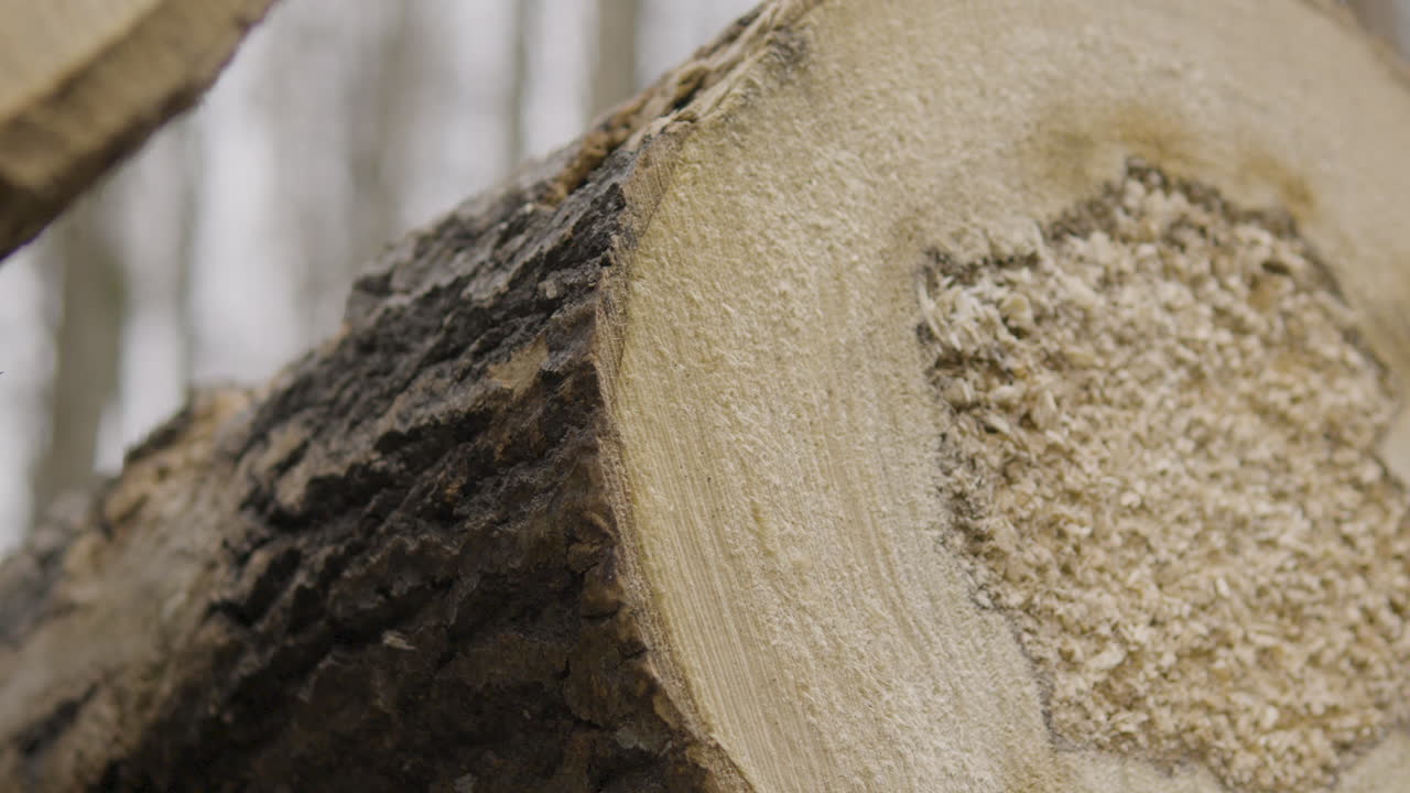 поперечное сечение вырубленного бревна дерева в лесу