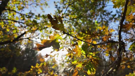 sun flare through autumn oak leaves with fall colours - close up