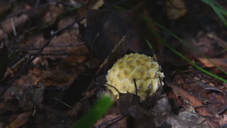 yellowish mushroom begins to sprout among old leaves in the forest