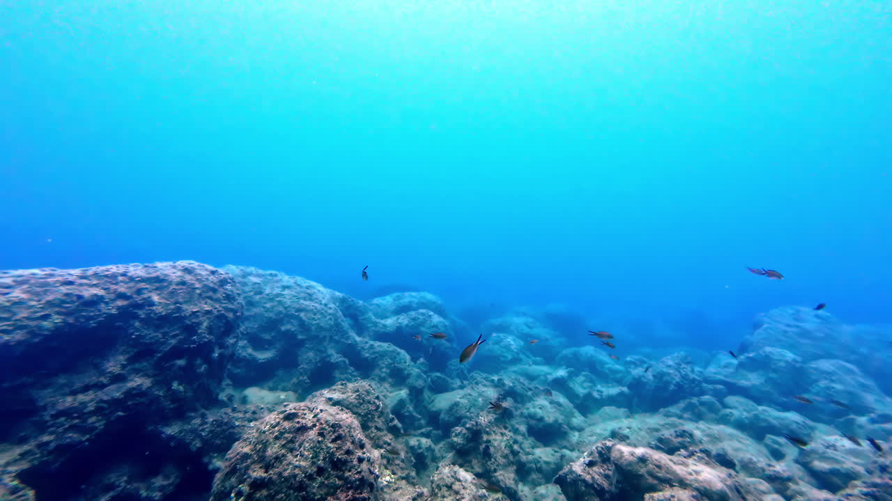 grupo de peces pequeños cerca de un arrecife de coral - tiro bajo el agua