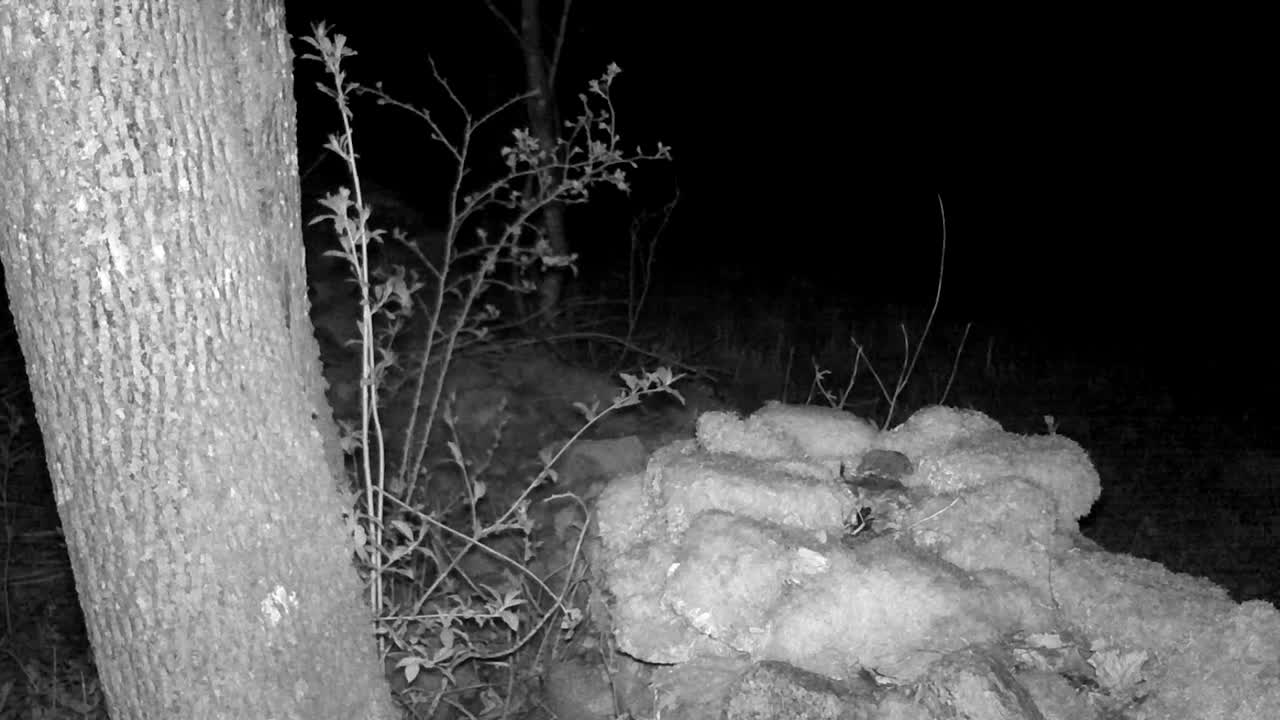 Red fox (Vulpes vulpes) at night on a stone fence in Saaremaa, Estonia.