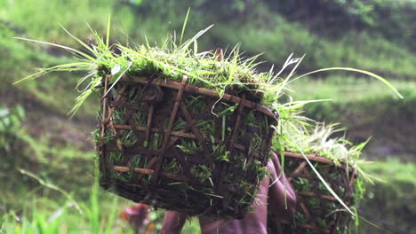 agricultural rice field farmer carrying basket in a harvested crop