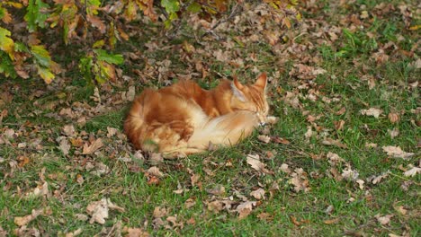 gran raza maine coon, gato marrón claro con pelo largo descansando bajo un árbol en la naturaleza salvaje