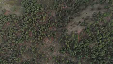 Drone-fly-above-green-treetops-of-Pakistani's-Iced-mountain-reveals-Nanga-Parbat