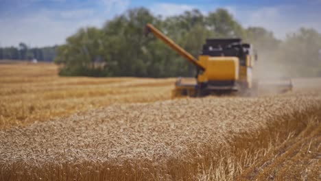 Harvesting of wheat in season. Harvesting is process of gathering ripe crop from the fields