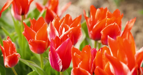 plantación de tulipanes en holanda agricultura 16